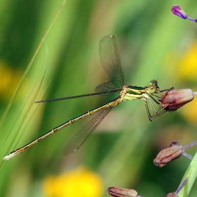 Southern Emerald Damselfly