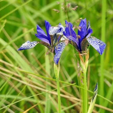 Blue Iris