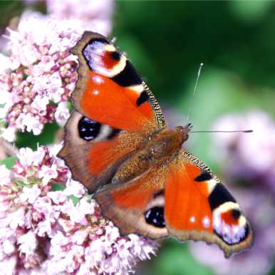 Peacock butterfly