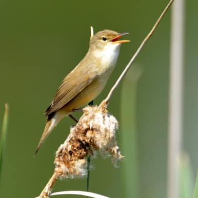 Eurasian Reed Warbler