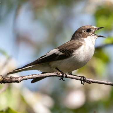 Pied Flycatcher