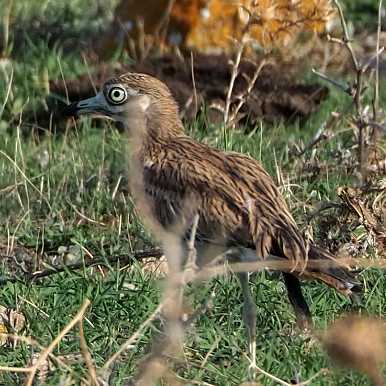 Eurasian Stone-curlew