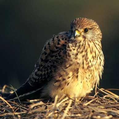 Common Kestrel