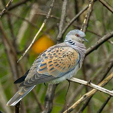 Turtle Dove