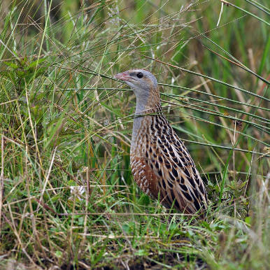 Corncrake
