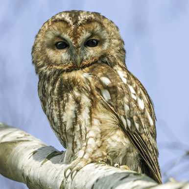 Tawny owl