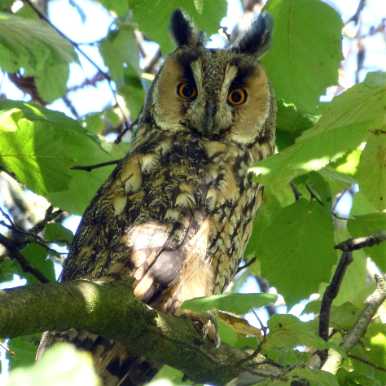 Long-eared Owl