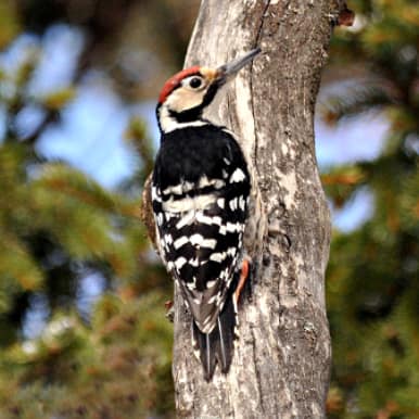 White-backed Woodpecker