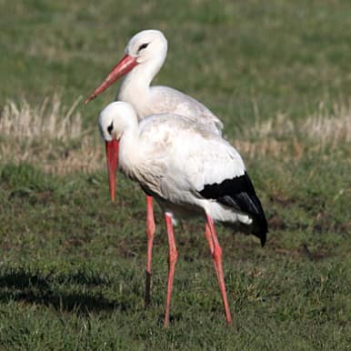 White Stork
