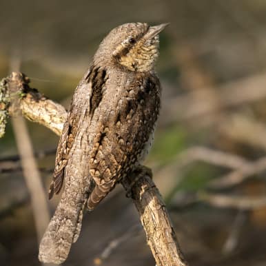 Wryneck