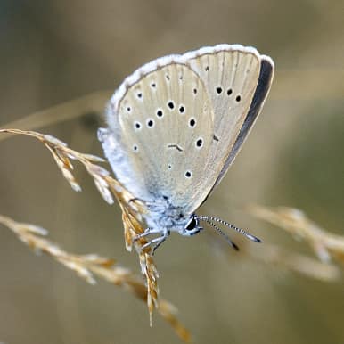 Heller Wiesenknopf-Ameisenbläuling