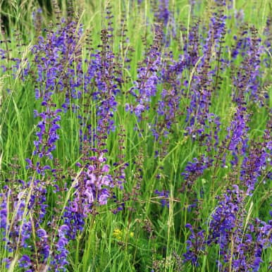 Meadow Sage