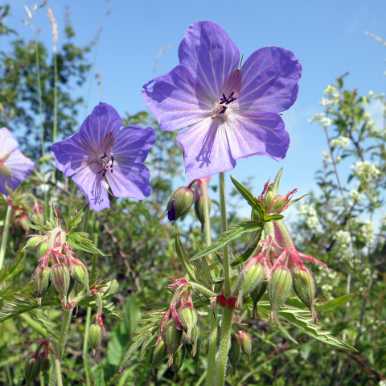 Meadow Crane's-bill