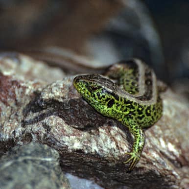 Sand Lizard
