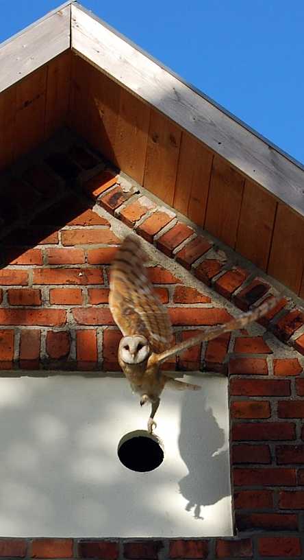 artenschutzgebaeude-barnin-2