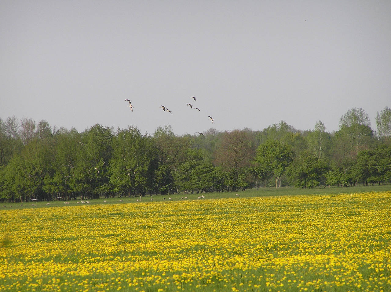 landkaeufe-droemling-5