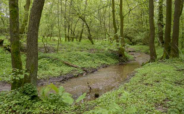 Der Hirschgrundbach © F. Leo