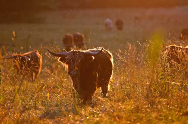 Scottish Highland Cattle live in the countryside throughout the year © M. Pfeifer