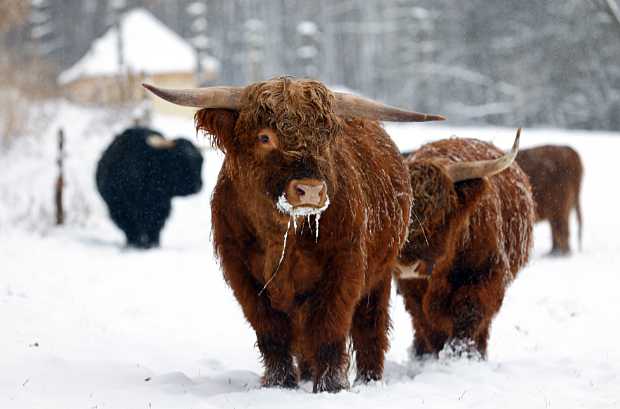 Scottish Highland Cattle live in the countryside throughout the year © M. Pfeifer