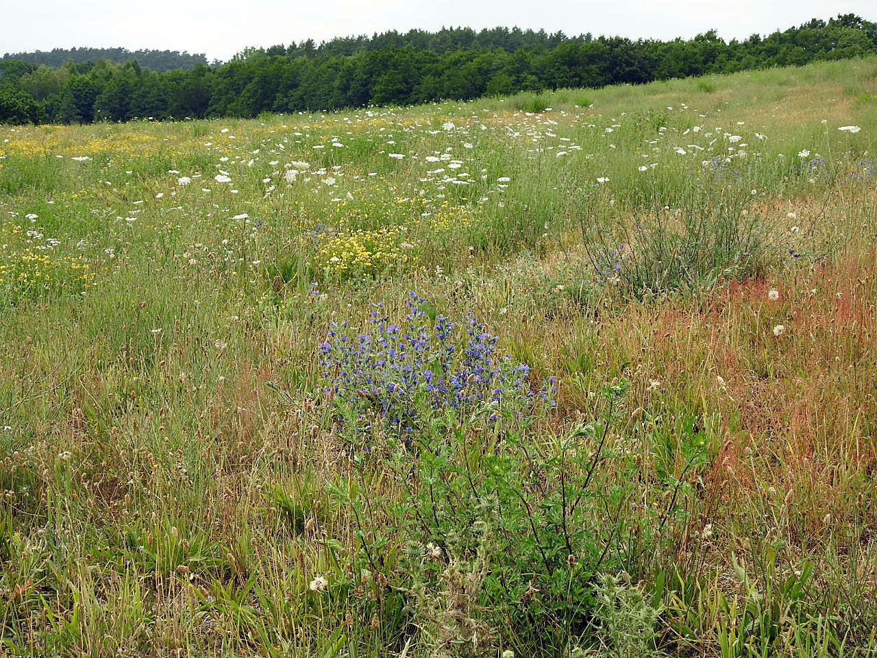 landkaeufe-juelchendorfer-trockenhaenge-3