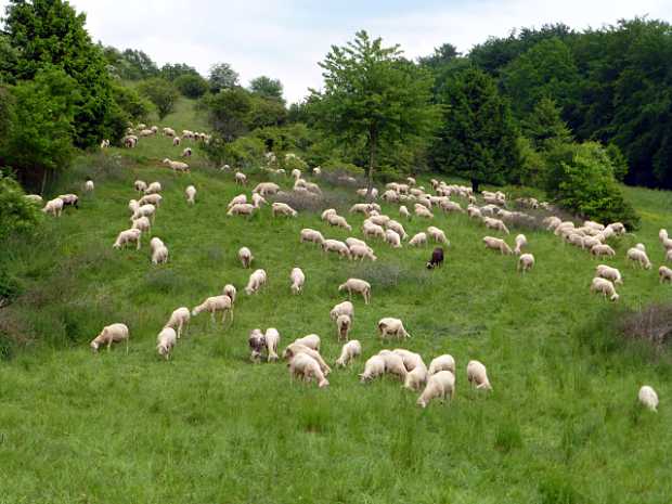 landkaeufe-nordhausen-4a