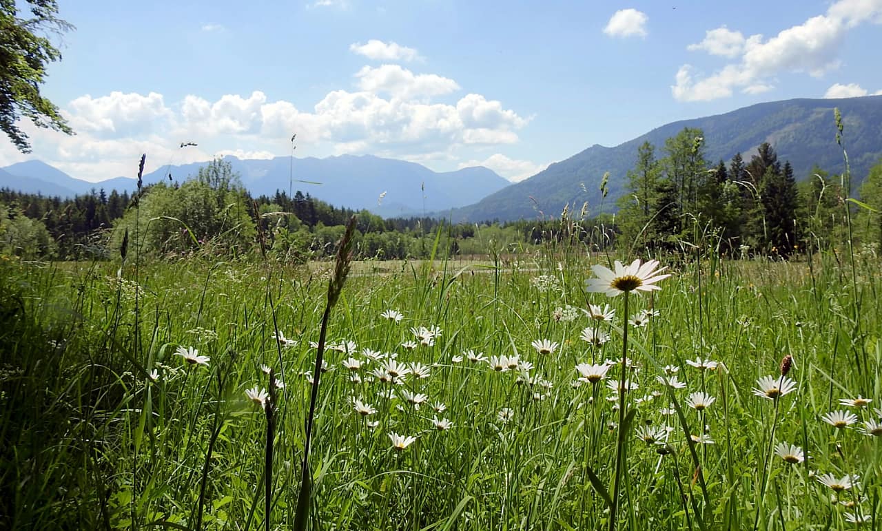 landkaeufe-wiesmahd-bei-bad-kohlgrub-1