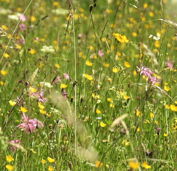 landkaeufe-wiesmahd-bei-bad-kohlgrub-3