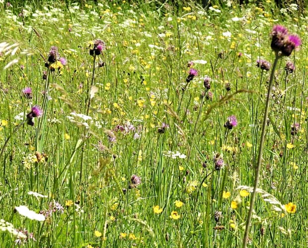 landkaeufe-wiesmahd-bei-bad-kohlgrub-4