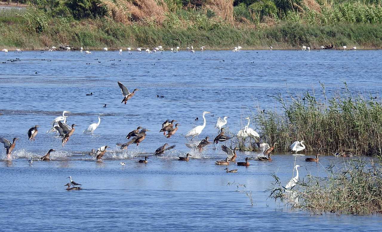 landkaeufe-zugvogelschutzgebiet-pantani-cuba-und-longarini-15