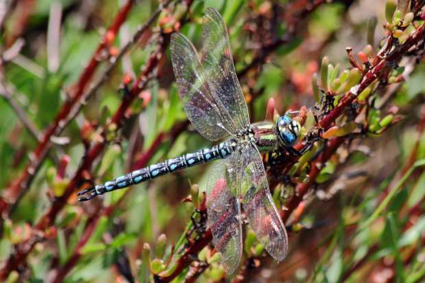 landkaeufe-zugvogelschutzgebiet-pantani-cuba-und-longarini-22a