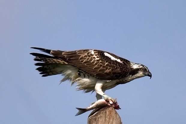 landkaeufe-zugvogelschutzgebiet-pantani-cuba-und-longarini-25a