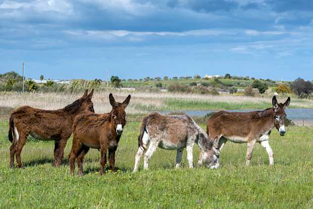 landkaeufe-zugvogelschutzgebiet-pantani-cuba-und-longarini-26a