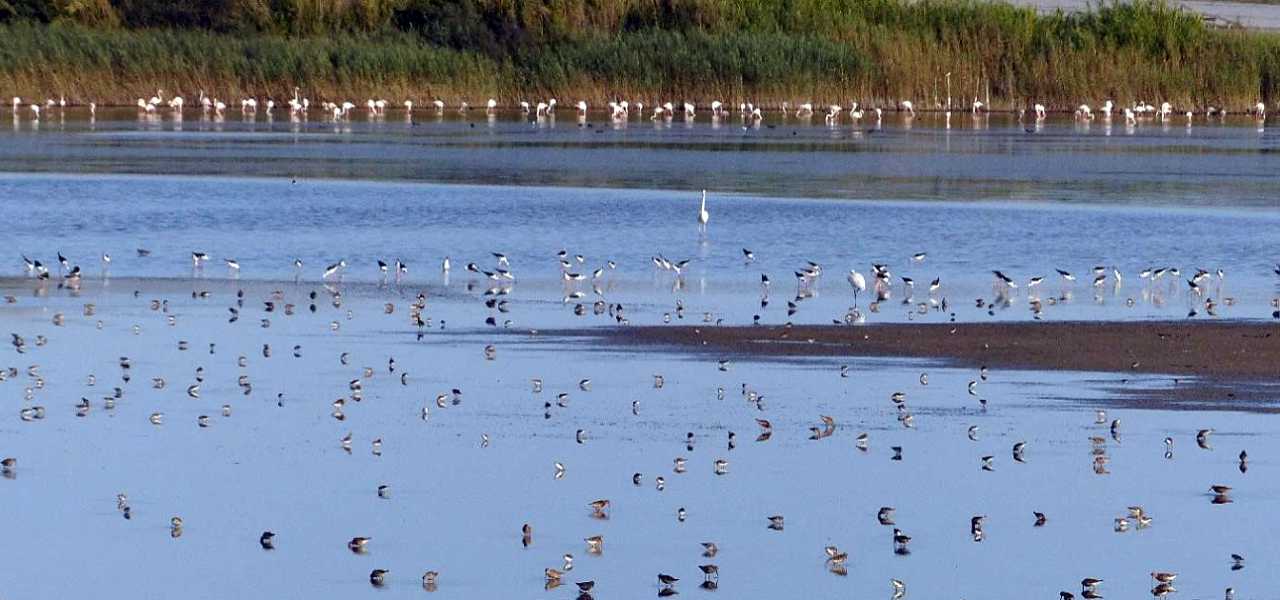 landkaeufe-zugvogelschutzgebiet-pantani-cuba-und-longarini-6