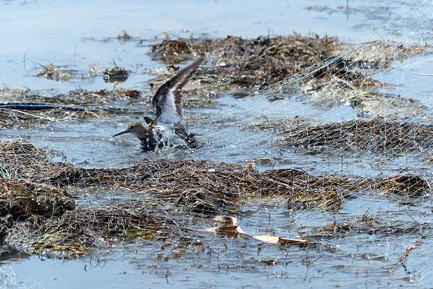 landkaeufe-zugvogelschutzgebiet-pantani-cuba-und-longarini-7b