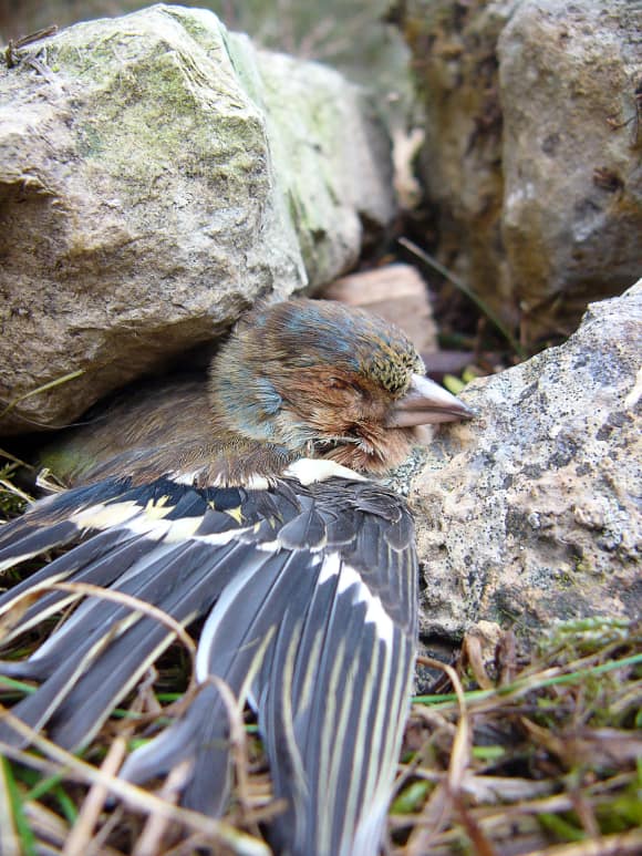 pic-steinquetschfalle-buchfink