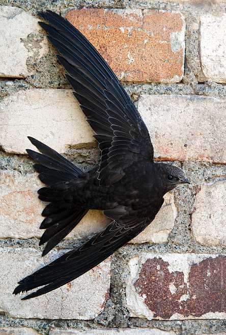 Mauersegler an Hauswand © Leo / fokus-natur