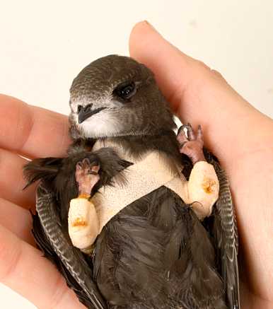 Common Swift with both legs broken © P. Hartmann