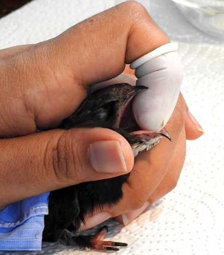 Work-intensive. Food can only be swallowed when the beak is wide open © SPA