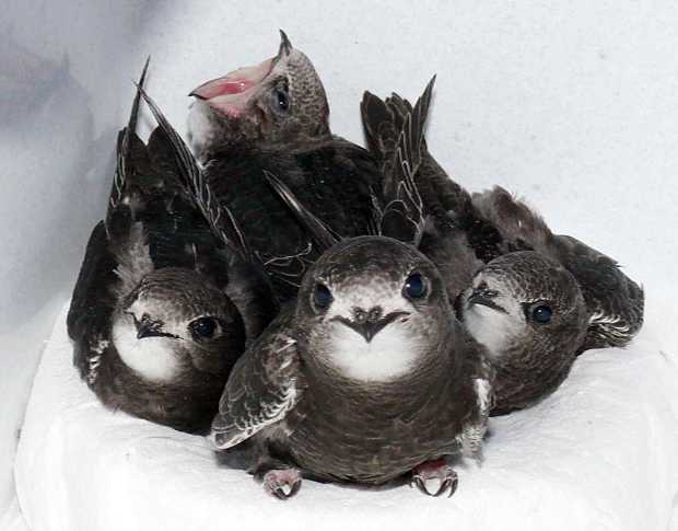 Swifts - sated and tired © E. Brendel