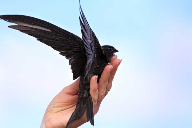 A well-cared for Common Swift is released © Klüver