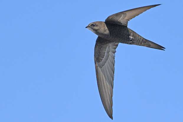 The Common Swift - born to fly! © K. Roggel