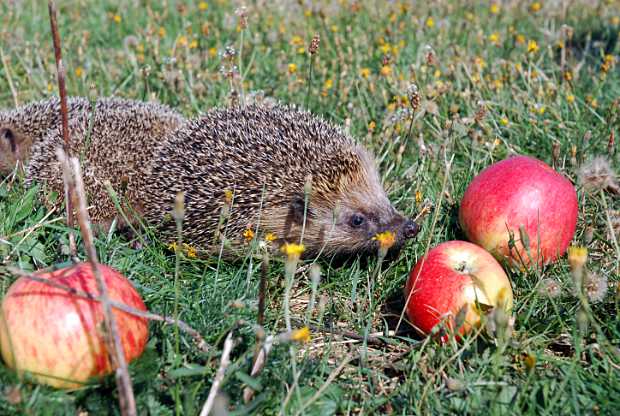 Igelgeschwister unter einem Apfelbaum © SPA