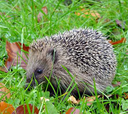 Igel im Garten auf Nahrungssuche © SPA