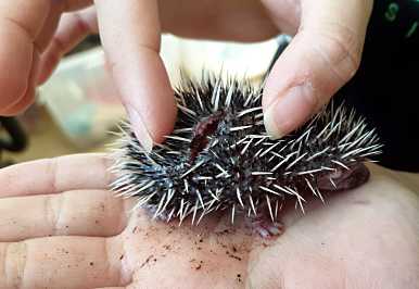 Von Motorsense aufgeschlitztes Igelbaby © A. Baronetzky