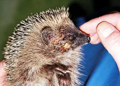 Igel mit schweren Gesichtsverletzungen © A. Baronetzky