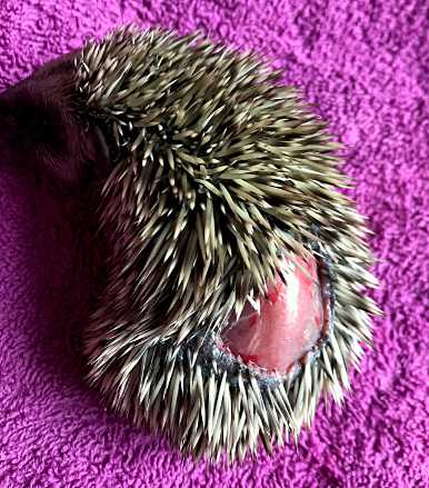 Von Rasenroboter skalpierter Jungigel © A. Baronetzky