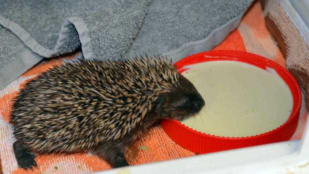 Jungigel mit seiner Spezialmilch-Mahlzeit © SPA