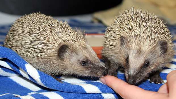 Igelgeschwister in Igelstation © H. Segschneider