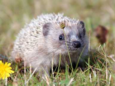 Jungigel entdeckt seine Welt © SPA