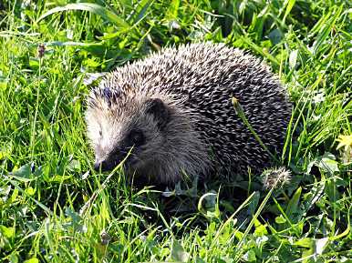Kleiner Igel erschnuppert die große Freiheit © SPA